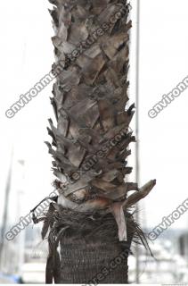 palm tree bark 0002